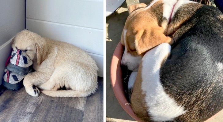 16 cani a cui non importa nulla del luogo e della posizione in cui sono stati beccati a fare il pisolino