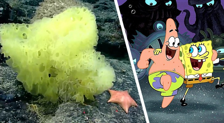 SpongeBob und Patrick in der realen Welt 