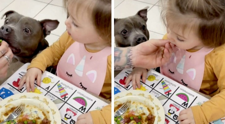 Una bambina si rifiuta di mangiare la verdura: quando vede il cane mangiarla al posto suo, ci ripensa