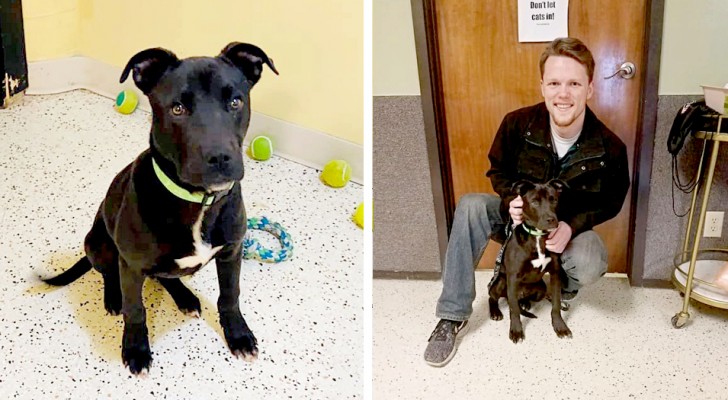 A puppy is euthanized at a kennel but wakes up after a few minutes: a family adopt him