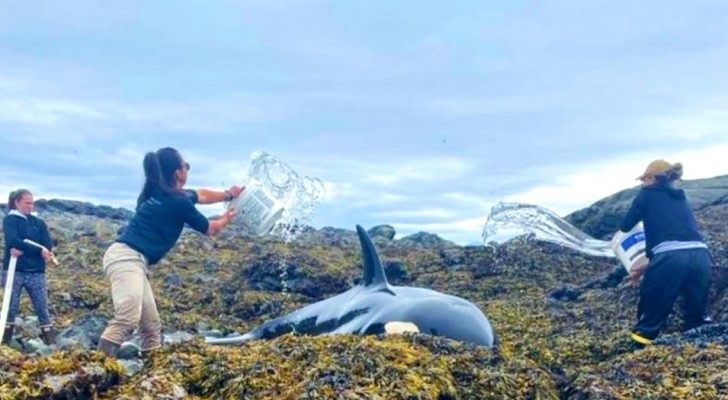 I volontari compiono un'operazione di salvataggio per liberare un'orca di 6 metri arenata sulle rocce