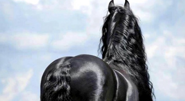 Er sieht aus wie jedes andere Pferd, aber er wird weithin als das schönste Pferd der Welt angesehen.