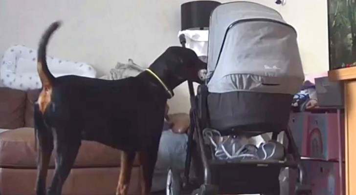 A dog reassures a newborn by bringing her his favorite toy