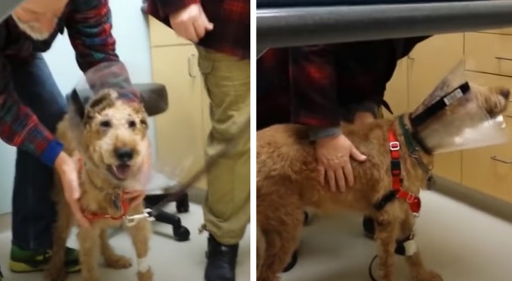 En blind hund kan äntligen se efter ett kirurgiskt ingrepp - videon visar tydligt hur lycklig den är