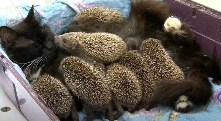 8 orphaned hedgehog cubs refuse to eat, but then a mother cat arrives to save them