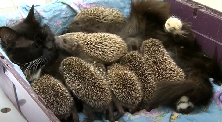 8 cachorros de puercoespín huérfanos se niegan a comer, pero luego llega la madre gata para salvarlos