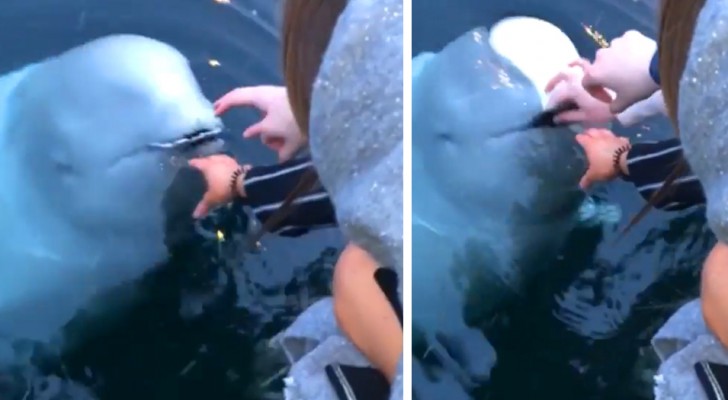 Ihr fällt das Handy ins Wasser, aber ein Belugawal bringt es ihr zurück: das Video der surrealen Szene