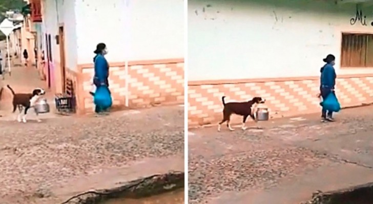 Cute little dog helps his mistress with the shopping by carrying a pot between her teeth