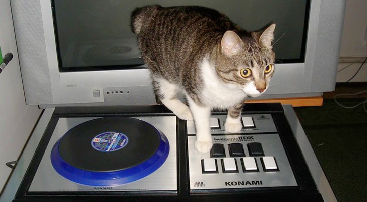 En katt som blir lämnad ensam hemma råkar av misstag sätta på musik på högsta volym och blir anmäld av grannarna