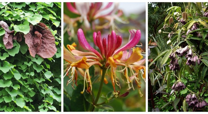 Klätterväxter för skuggiga områden i trädgården: upptäck några vackra och resistenta