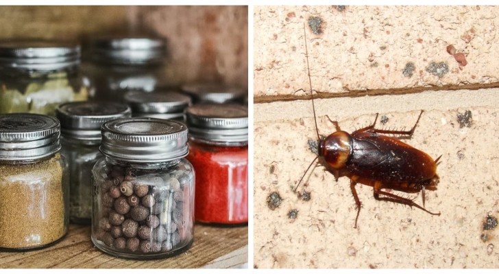 Scopri le accortezze più utili per evitare gli scarafaggi in casa