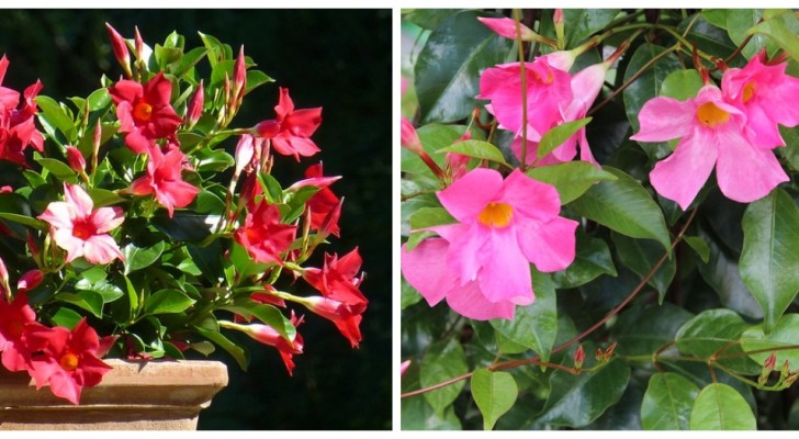 Mandevilla: Finde heraus, wie man diese wunderschöne Pflanze kultiviert, um den Garten oder die Terrasse zu dekorieren