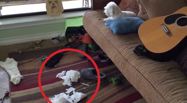 He enters the house and it's a total mess: the way he finds the guilty one is hilarious