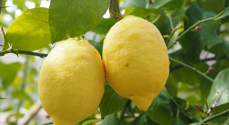 Cultiver des citronniers : les erreurs à éviter pour récolter beaucoup de fruits pendant l’année