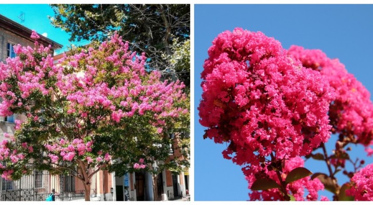Lagerstroemia : découvrez-en plus sur cet arbre à la floraison estivale spectaculaire 