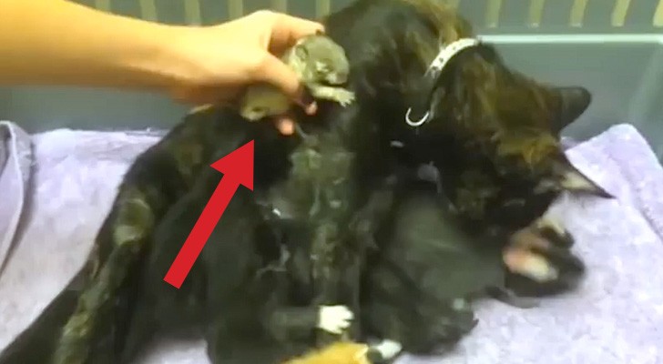 They hope this mummy cat "adopts" a baby squirrel: here's the exciting moment !