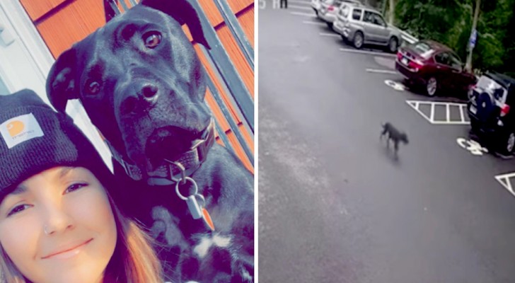 A little dog runs away from home to join her mistress at work: she thought she had been abandoned