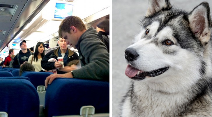 Il cane guida sale sull'aereo per accompagnare il suo padrone: il comportamento del cucciolo a bordo è sorprendente