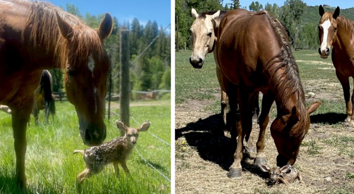 Un cerbiatto si perde mentre aspetta la mamma, dei cavalli lo vedono e lo proteggono durante l'attesa
