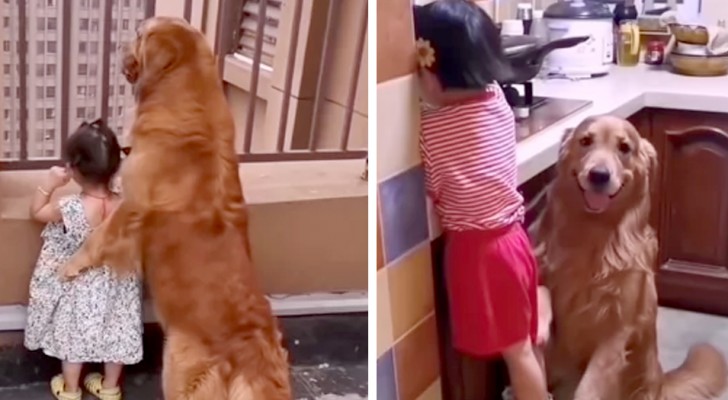 A sweet Golden Retriever looks after the owners' daughter as if it were her babysitter