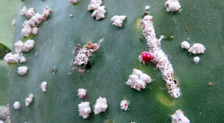 Cactus aangetast door wolluis? Zoek uit hoe je het kunt behandelen en voorkomen
