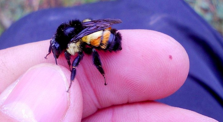 Joven salva a un abejorro de la calle y se vuelven inseparables: 