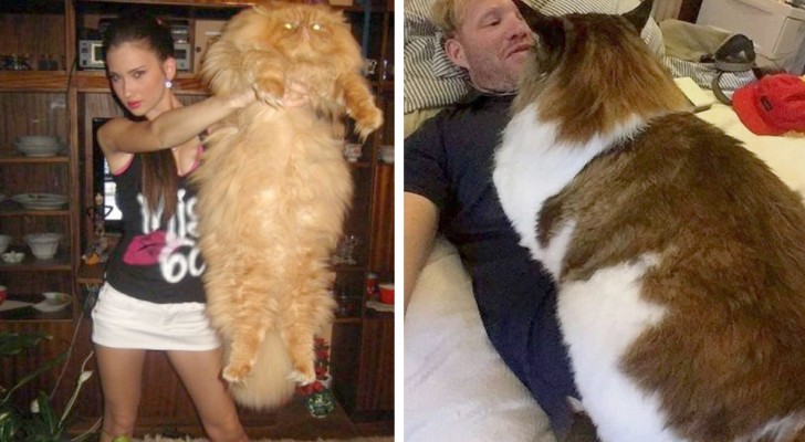 15 gatti talmente enormi che non si accorgono minimamente di quanto siano ingombranti
