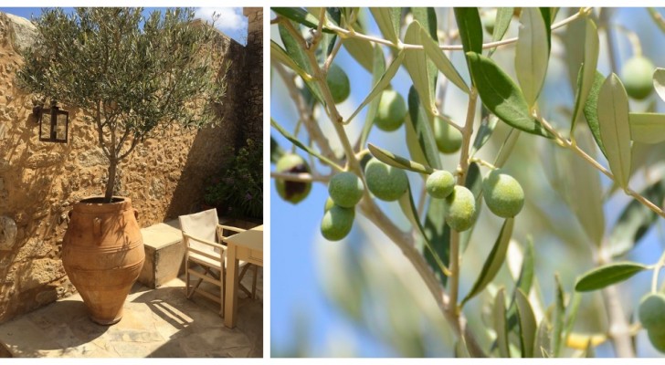 Olivenbäume in Töpfen: Tipps für den Anbau dieser edlen Pflanze auf Balkon und Terrasse