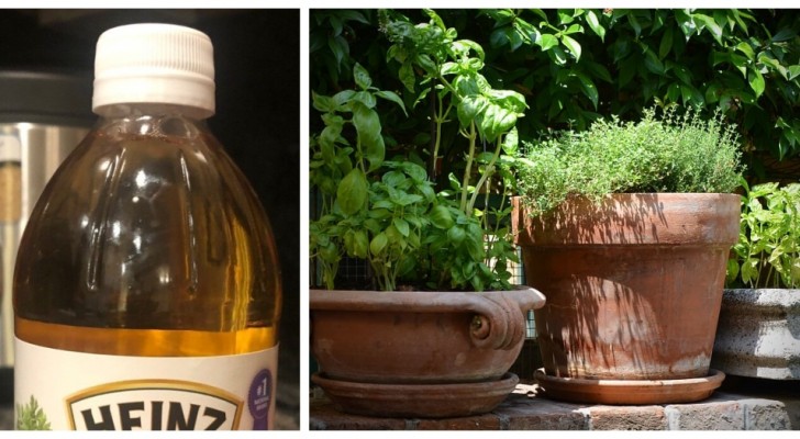 Azijn in de tuin: ontdek hoe je azijn kunt gebruiken om de tuin te verzorgen
