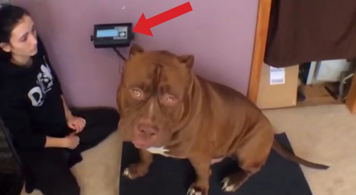 It looks like a normal pit bull, but when he stands up, everything changes ...!