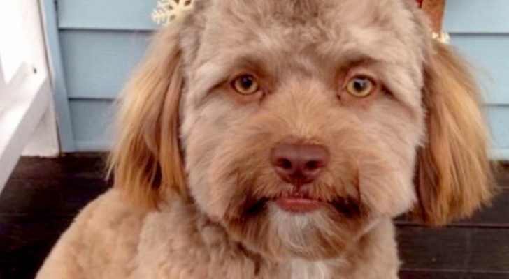 This dog has "shocked" the web with its curious appearance: its face resembles a human being