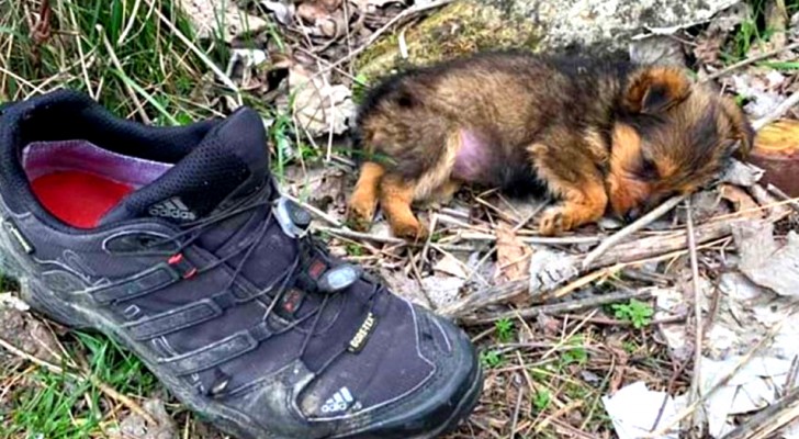 An abandoned puppy takes shelter behind an old shoe: a man saves him and gives him a second chance