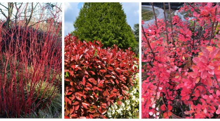 Donnez vie à votre jardin avec des touches de couleur vibrantes en ajoutant des plantes au feuillage rouge
