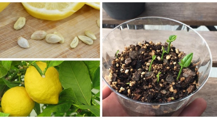 Gooi de citroenzaadjes niet weg: je kunt ze laten ontkiemen en citroenplantjes laten groeien in een beker