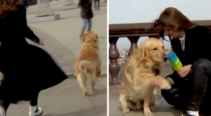 Un cane ruba il microfono di una giornalista in diretta televisiva: la scena è esilarante