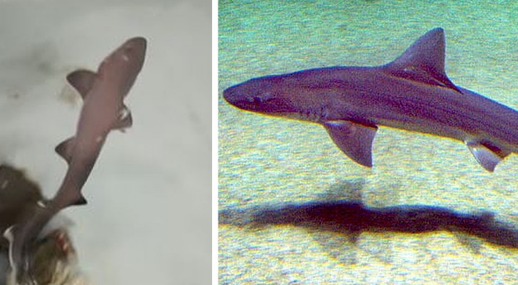 En haj föds i en akvarietank där det endast finns honor: den sällsynta händelsen