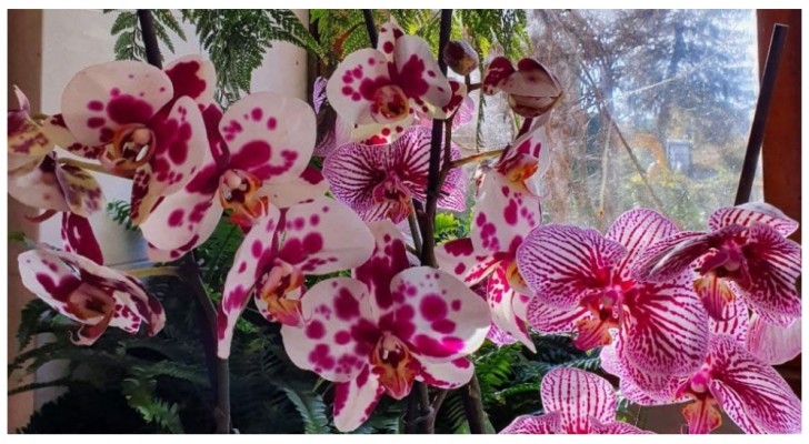 Potatura delle orchidee: le dritte per intervenire nel modo e momento giusto e avere piante sane e rigogliose