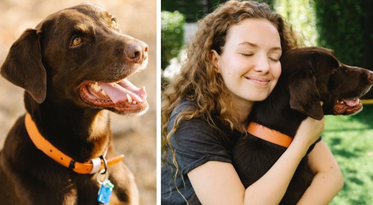 Une femme licenciée pour s'être absentée du travail après la disparition de son chien : "C'est comme perdre un enfant"