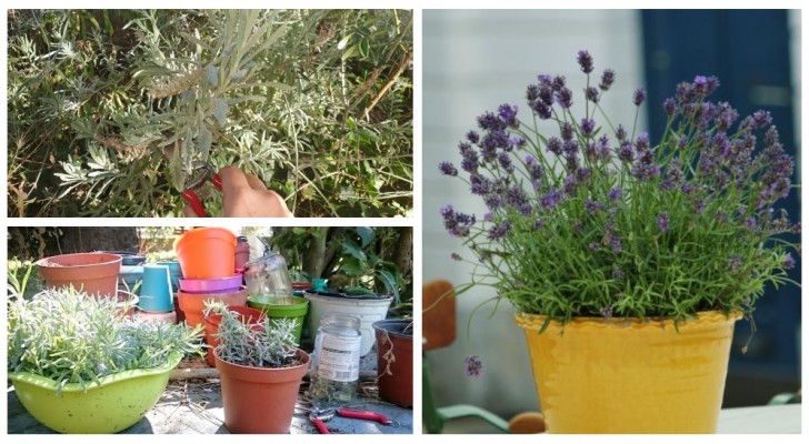 Lavendelpflanzen: Machen Sie sie mit dem richtigen Rückschnitt schön und schaffen Sie viele neue Töpfe mit Stecklingen