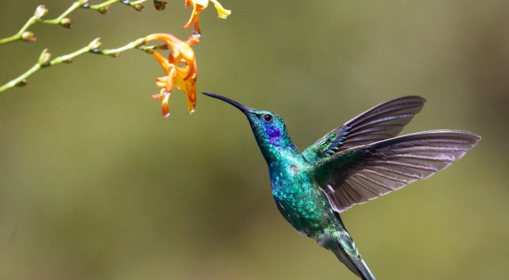 Alcune femmine di colibrì cambiano colore del piumaggio per non essere importunate dai maschi