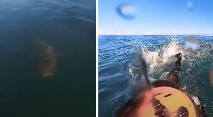 Surfista viene inseguito da uno squalo e scappa: il filmato è da brividi