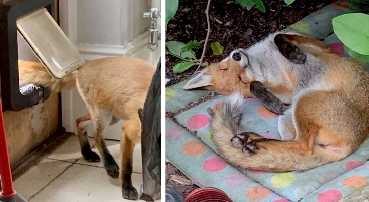 Encuentra un zorro en el jardín de su casa y entre los dos nace inmediatamente un amor a primera vista