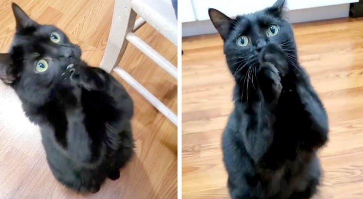 Questo gatto riesce a chiedere il cibo ai padroni pregandoli con le zampine giunte: un fenomeno del web
