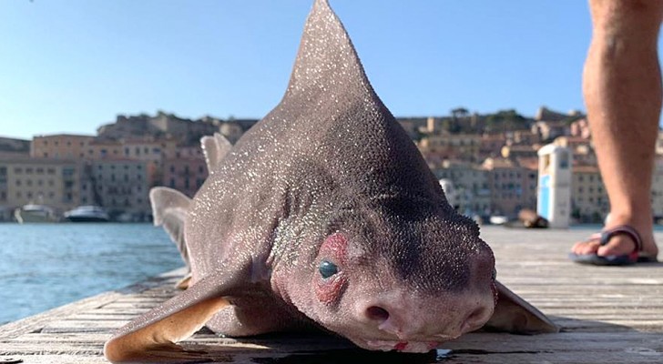 Ett sällsynt exemplar av svinfisk har hittats i Italien: den grymtar som en gris