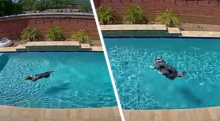 Hij profiteert van de afwezigheid van de eigenaren om te genieten van het zwembad: de hilarische prestatie van deze hond