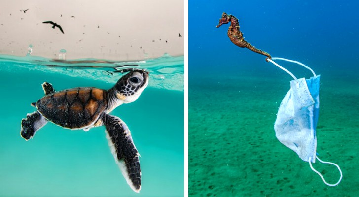 16 foto finaliste di questo contest ci mostrano meraviglie e debolezze dei nostri mari
