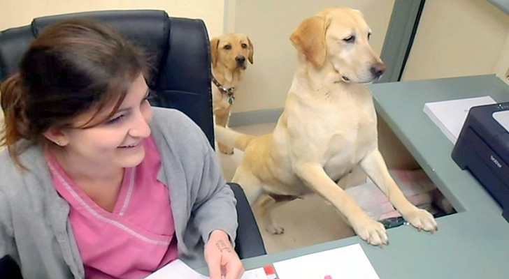 She takes her dogs to work: here's how they help her !!