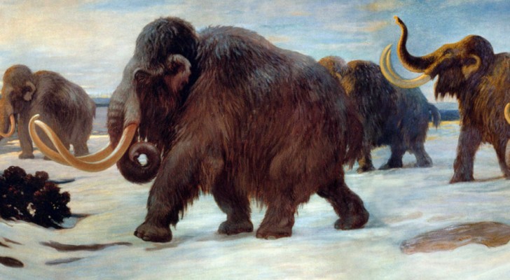 Un team di scienziati vuole far rivivere il Mammut, estintosi circa 10.000 anni fa