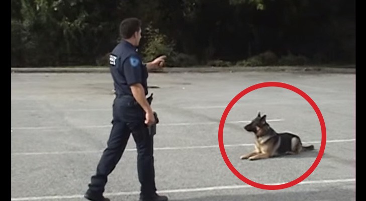 Der Polizist hebt einfach nur einen Finger: Seht selbst, was der Hund darauf macht