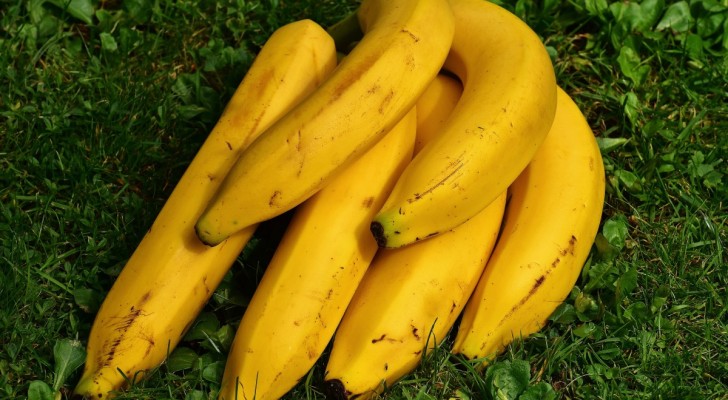 Bucce delle banane in giardino? Scopri come usare questo scarto di cucina per la salute delle piante